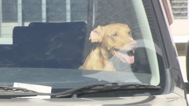夏日の車内に犬を4時間以上放置…中はフンだらけ「もう何回も」「車で飼ってる」の情報も【愛知発】｜FNNプライムオンライン