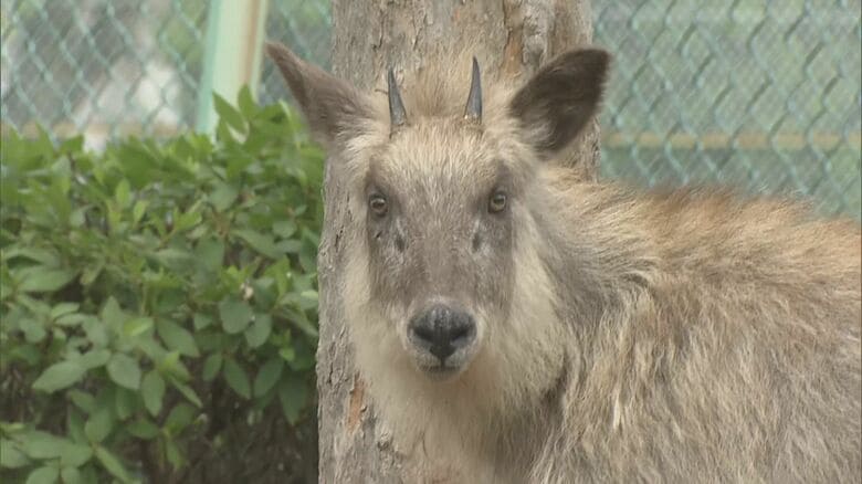 国の特別天然記念物のニホンカモシカが“名古屋の住宅街”に 後ろ脚を引きずるように歩く 周辺の山から迷い込んだか｜FNNプライムオンライン