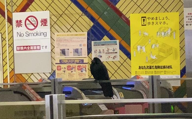 「カー、カー！」通勤ラッシュの地下鉄東西線に迷いガラス…思わぬ“珍客”が 西11丁目駅構内に入り込み一時騒然「刺激しないでください」と駅職員がアナウンス〈北海道〉｜FNNプライムオンライン