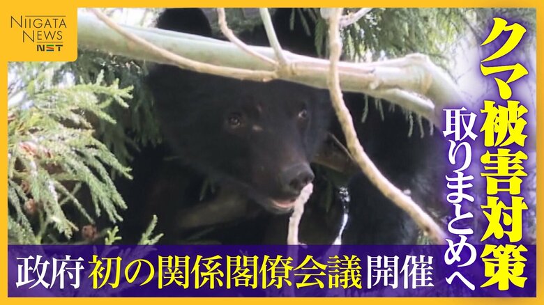 【クマ】ドラレコにもクマの姿…人の生活圏で目撃相次ぐなか政府が初の関係閣僚会議 11月中旬までに“クマ被害対策”取りまとめへ｜FNNプライムオンライン