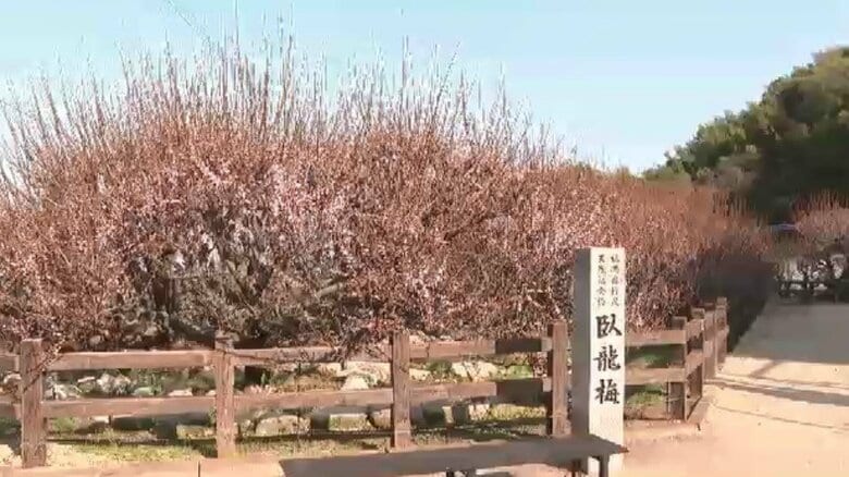 県の天然記念物「臥龍梅」が開花　“臥せた龍”に似た全長24メートルの梅　2月末～3月初めに見頃　福岡・大牟田市｜FNNプライムオンライン
