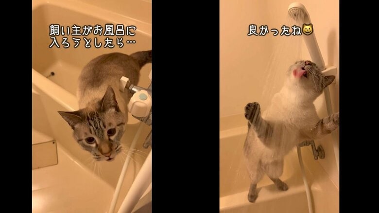 シャワーのお湯を“ブチギレおねだり“する猫が可愛い! シャワーヘッドに顔をスリスリ…なぜ好きなの?飼い主に聞いた｜FNNプライムオンライン