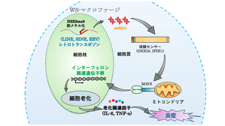 ウェルナー症候群に多い動脈硬化の発症メカニズムが明らかに~創薬開発への手がかりとなる動脈硬化研究の新たなプラットフォーム~