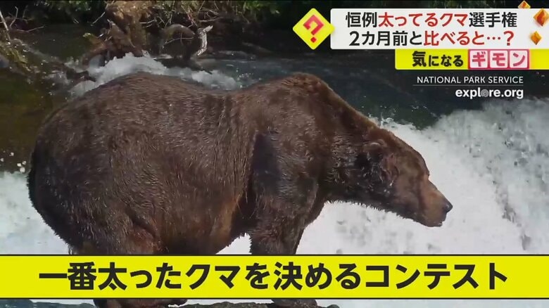 冬眠前に一番太ったのは？　恒例“太ってるクマ選手権”　2位と8万票差をつけ「母グマ」優勝　米・アラスカ州｜FNNプライムオンライン