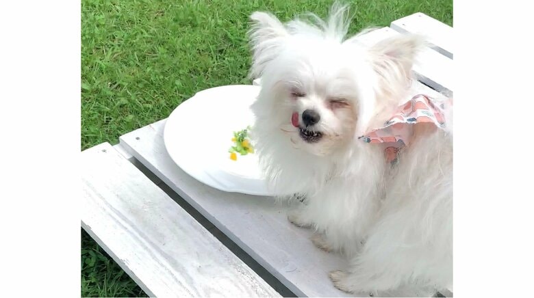 結婚式に参加して「犬、人生初のコース料理を頂く」…美味しそうに食べる表情が幸せそう｜FNNプライムオンライン