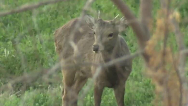 【速報】“奈良公園のシカ？”が東大阪市内で目撃される　関西テレビのカメラが姿とらえる　奈良公園からおよそ19キロのエリア｜FNNプライムオンライン