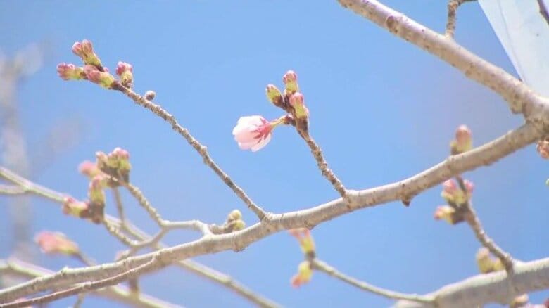 一足早くソメイヨシノが開花　広島市植物公園「開花促成」に挑戦　20日から「さくらまつり」｜FNNプライムオンライン