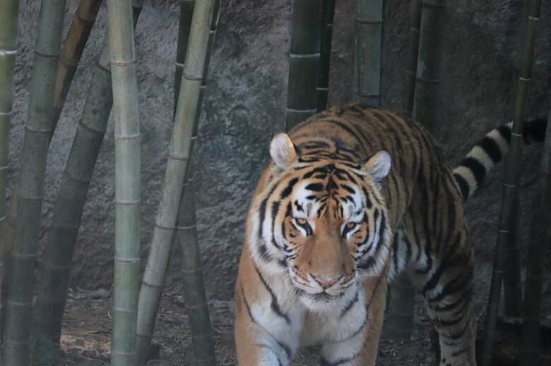 （提供：浜松市動物園）