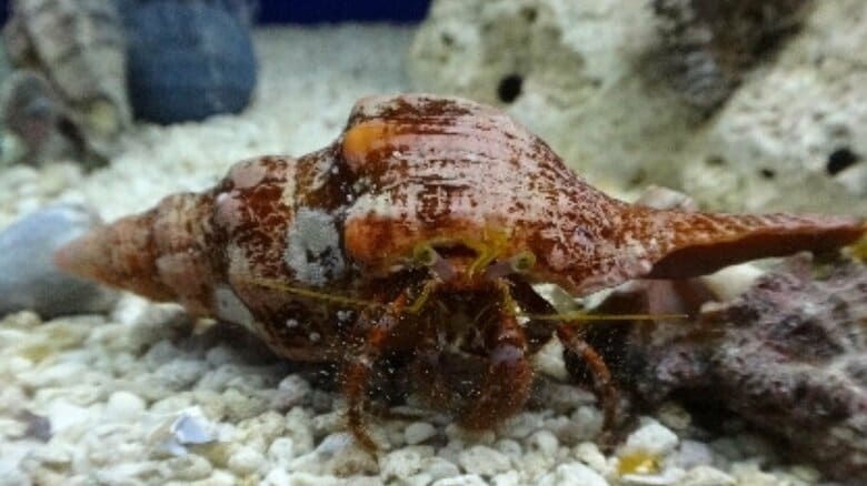 普段のヤドカリはこんな貝殻を背負っている(画像提供：すさみ町立エビとカニの水族館)