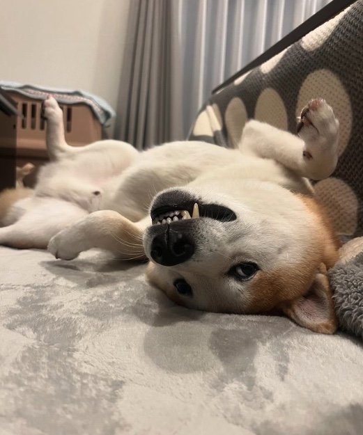 提供：柴犬 sasuke_紗助さん