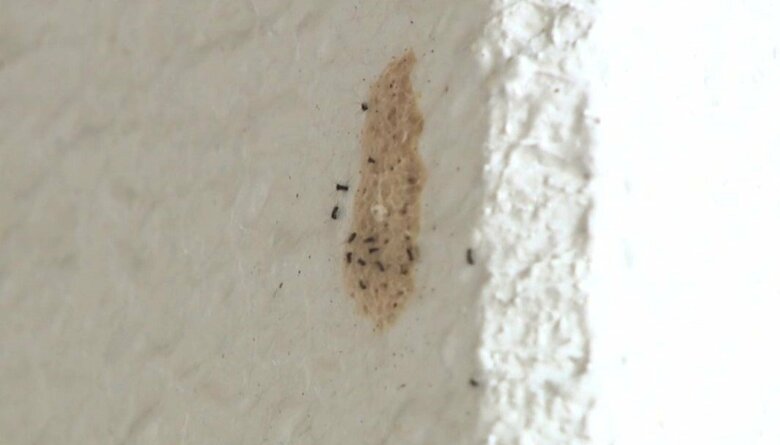 上川町役場庁舎でもマイマイガが“ふか”