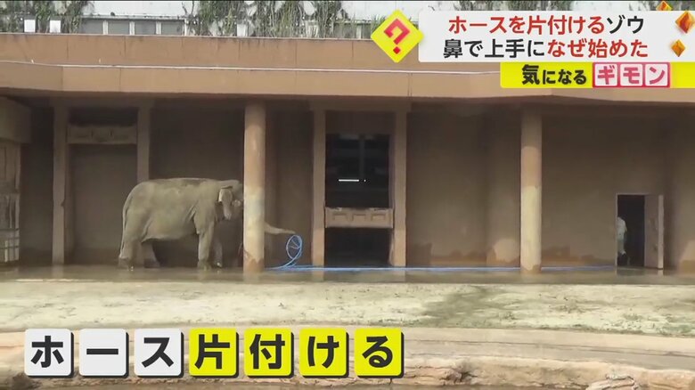 ゾウがホースを鼻で巻いて、飼育員に渡す様子③