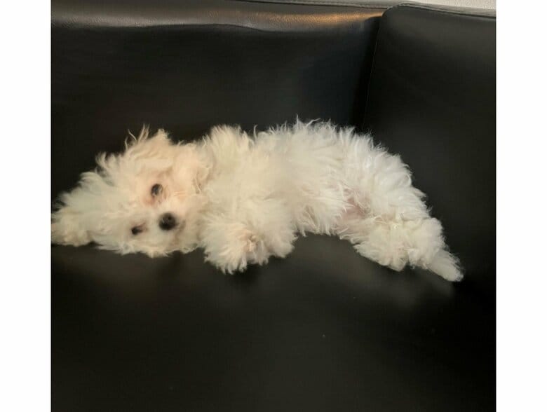 提供：白く、柔らかな犬さん