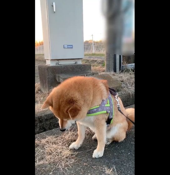 そして3月1日の銀次くん。マンホールを見つめて不思議そう