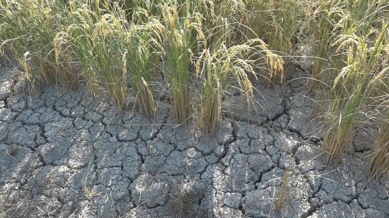 田んぼが干上がりヒビが入る