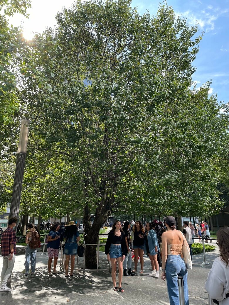 生きていた“サバイバー・ツリー”