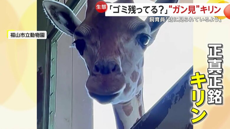 動くどころかまばたきもせず、まるで置物のようだが、正真正銘のキリン