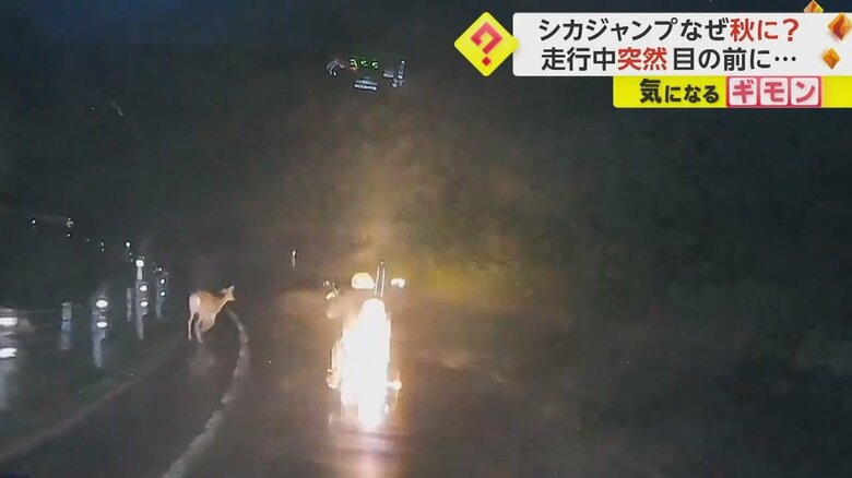シカがガードレールを跳び越え、バイクの前を走り抜ける瞬間⑤