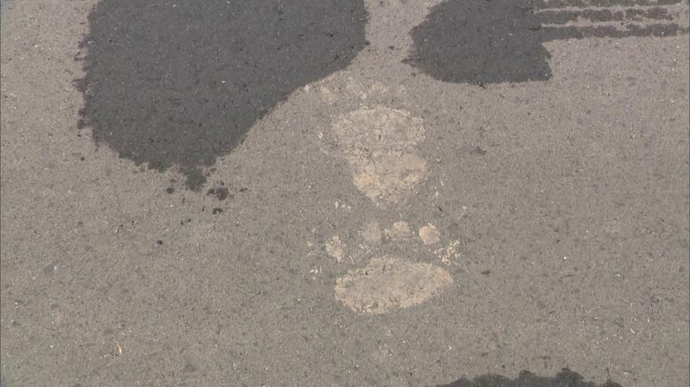 道路に残ったクマの足跡
