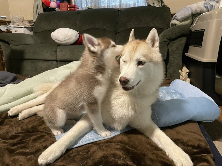 提供：ココとイチのままちゃん