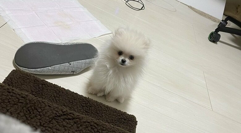 いたずらっ子のチキンちゃん