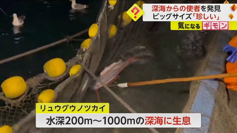 本来は水深200メートルから1000メートルの深海に生息するリュウグウノツカイ