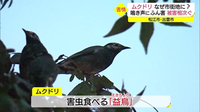 市街地に大量のムクドリ 周辺住民から苦情の声が… 対策は?(島根)