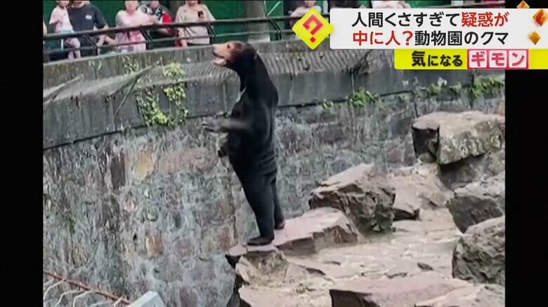 背筋をピーンと伸ばし、2本足で直立するクマ