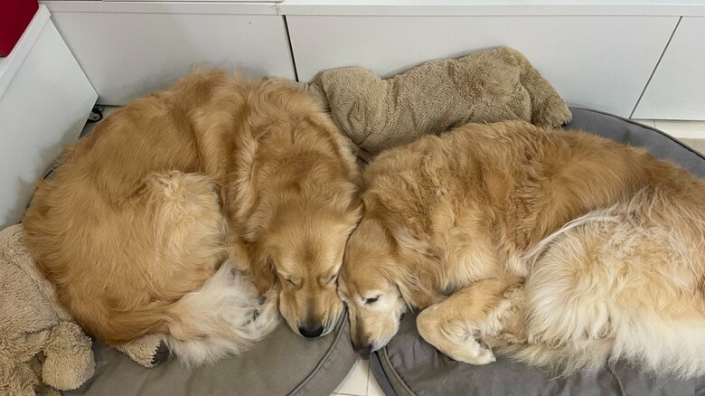 寄り添って眠ることが多い