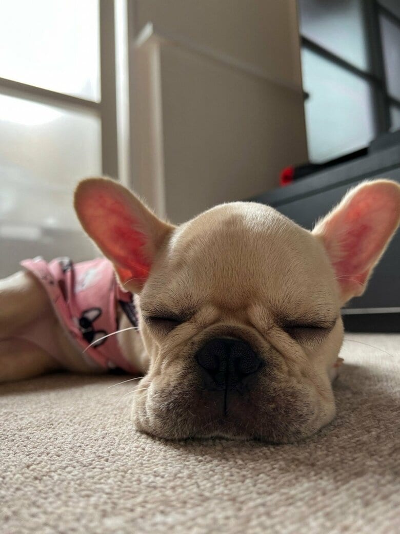 提供：みるくちゃん