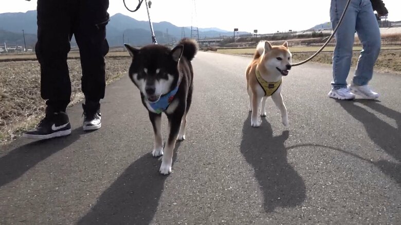 一緒に仲良く散歩する「との」と「こてつ」