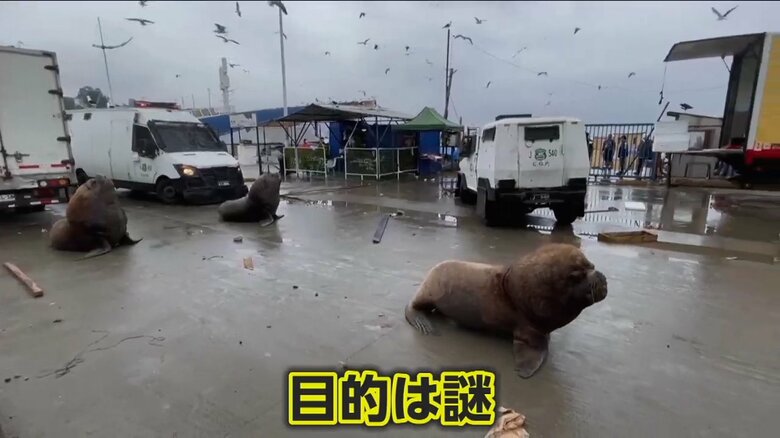 12月28日に南米チリで撮影された巨大なアシカが道路を歩く様子