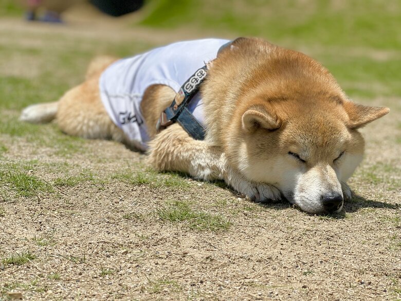提供：柴リアンハスキーもちごめ兄弟さん