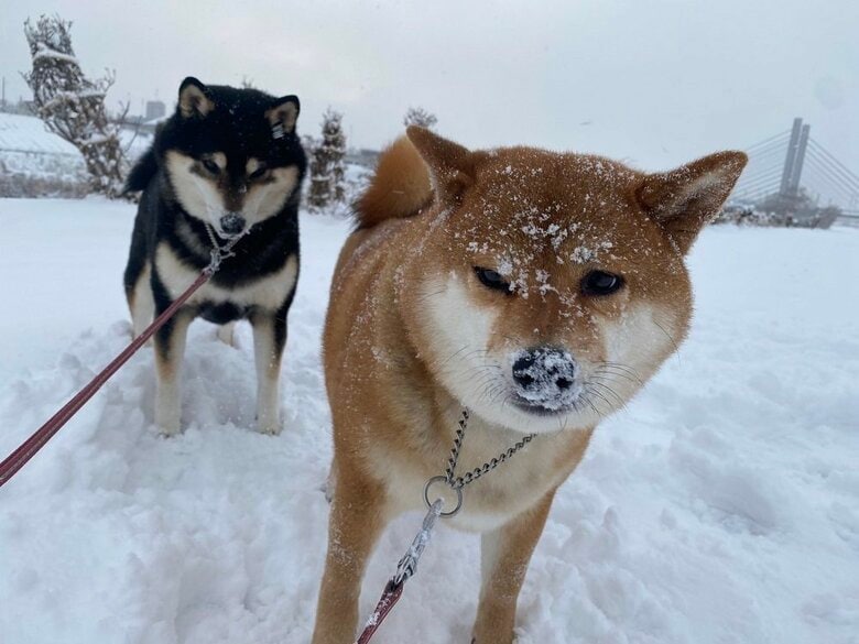 冬の散歩が大好き