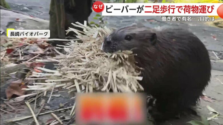 物を運ぶときは二足歩行になるというビーバー