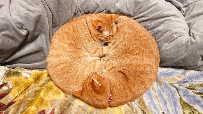 「猫はこたつで丸くなる」を体現! 重なって眠る“仲良し双子猫”が見事なマル…飼い主「ハート型もあります」