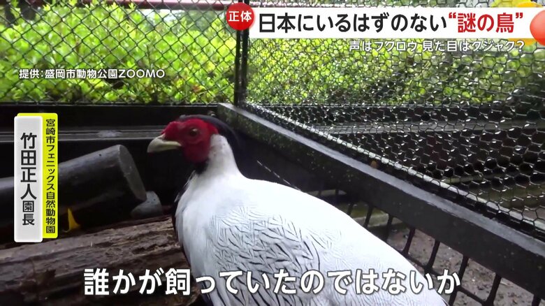 「誰かが飼っていたのではないか」と語っている竹田園長