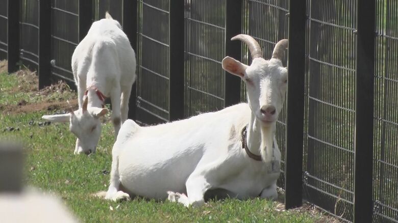 1頭3カ月3000円でレンタルを行うが、（取材時は）全てレンタル中で20組が順番待ち