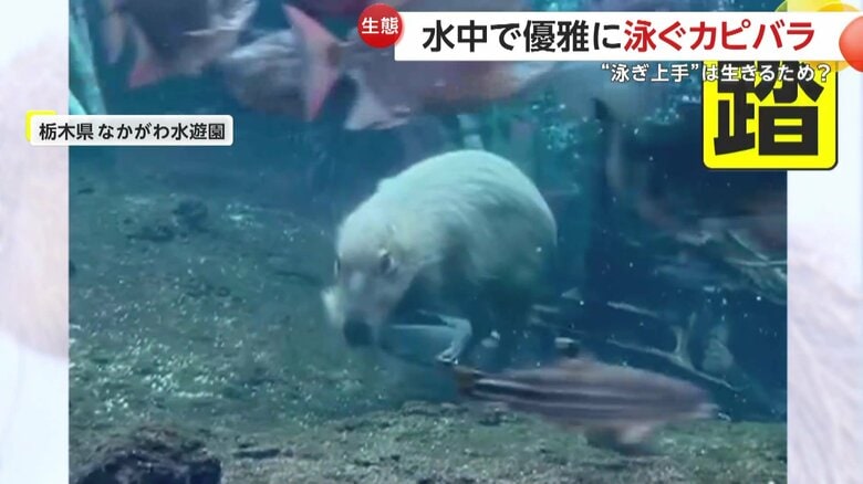 最後にエイを踏んづけて勢いを増すと、魚たちと優雅に泳いでいたミチルくん