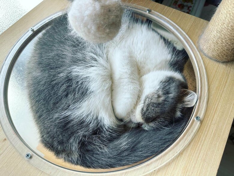 すやすやな様子