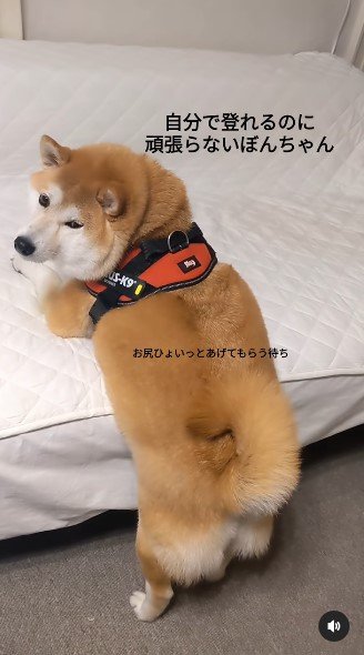 提供：natsumi.nnnさん