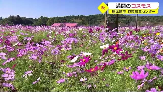 色とりどりのコスモスが見頃 鹿児島市・都市農業センター