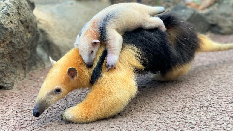 普段は仲良し（提供：伊豆シャボテン動物公園）