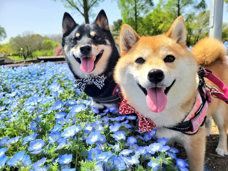 提供：kuroazu_beansさん