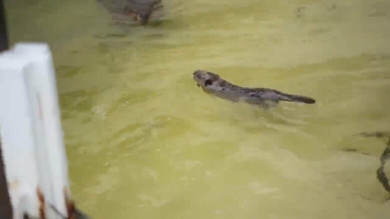 画像提供：甲府市遊亀公園附属動物園