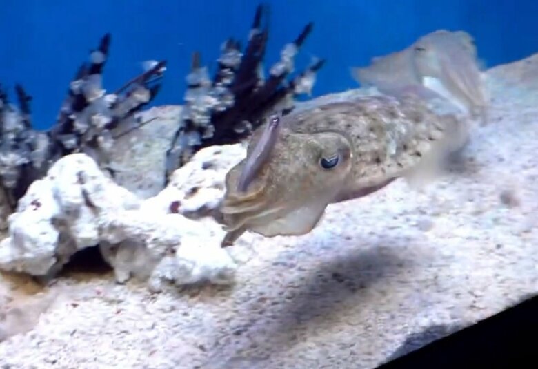 （撮影：@ikas9uidcalamar）