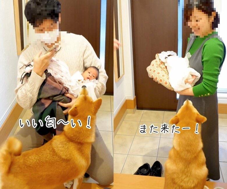 初対面の時（提供：柴犬 むぎさん）