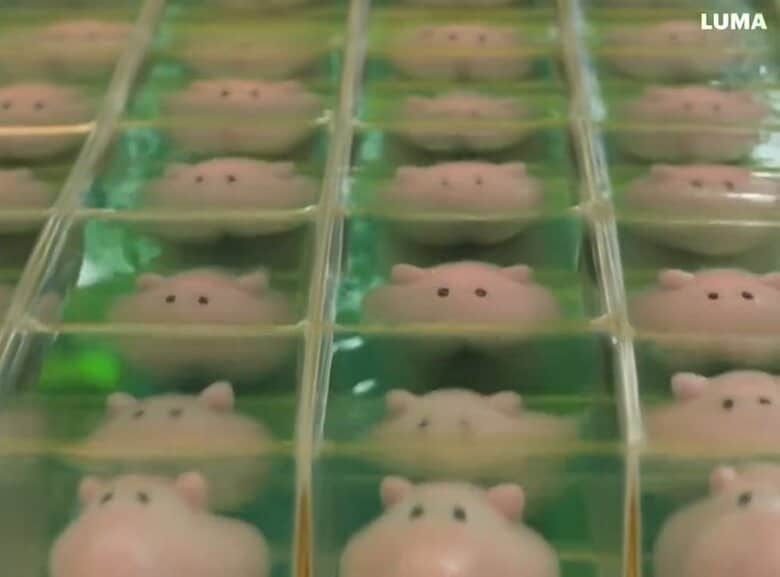 プカプカ動くメンダコたち