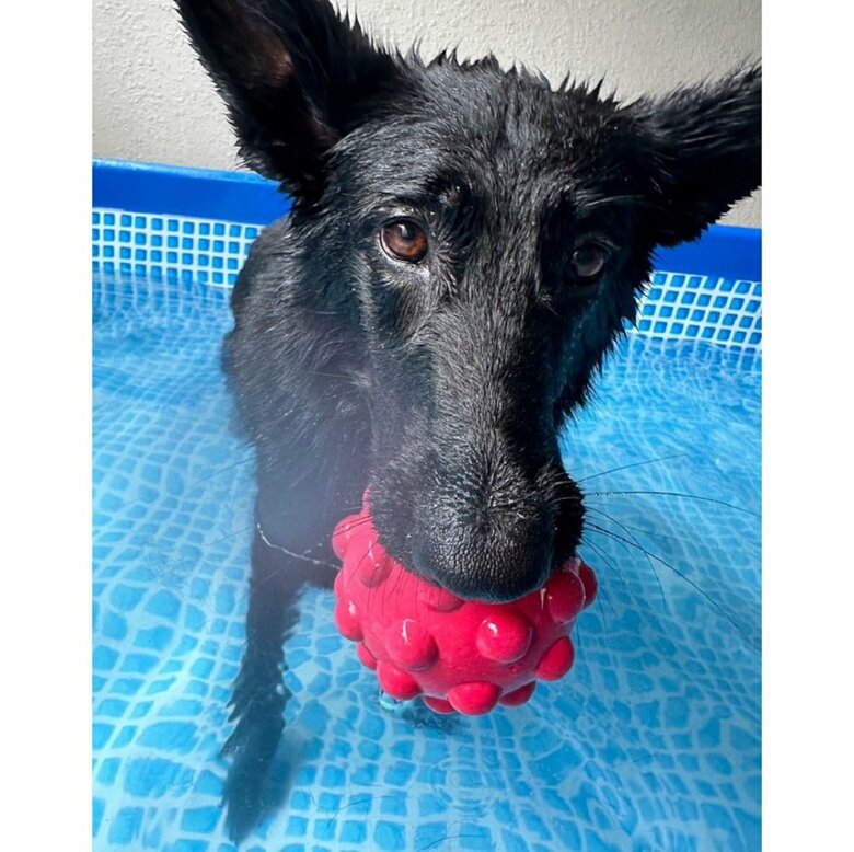 今回は残念ながら潜ることはなかったというひじきちゃん