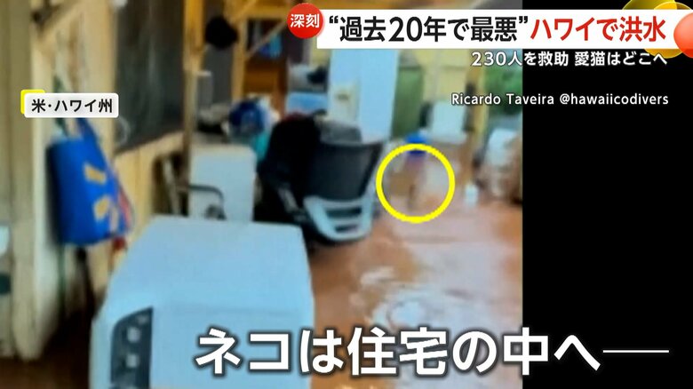 住宅の中へ逃げていったネコ